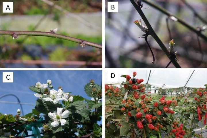 Figure 1. The phenology of 'Natchez' blackberry grown in central Florida: (A) Dormant buds in mid-January, (B) flower bud break in late February, (C) flowering in early March, and (D) fruits ripening in early May.