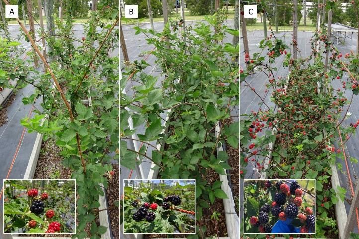 Figure 2. Growth performance and fruits of three blackberry cultivars grown at UF/IFAS GCREC: (A) 'Navaho', (B) 'Ouachita', and (C) 'Natchez'. Photos were taken in mid-May.