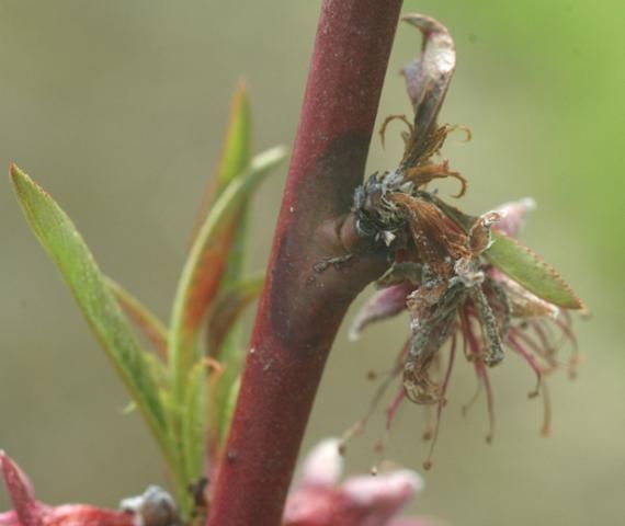 Figure 5. Blighted blossom and shoot and twig canker on a peach tree.