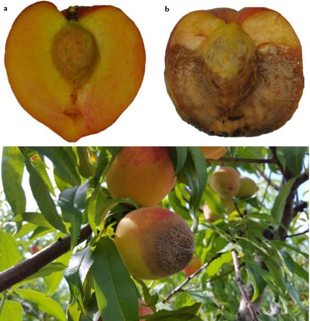 Figure 1. Brown rot on peach fruits cv. 'UFSun'; a) noninfected fruit, b) infected fruit.