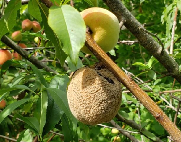 Figure 7. The brown rot fungus is sporulating on a mature peach.