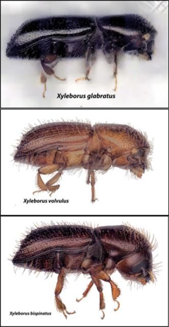 Figure 1. (A) The redbay ambrosia beetle (Xyleborus glabratus), the primary vector of the laurel wilt pathogen, and secondary vectors, (B) X. volvulus and (C) X. bispinatus.