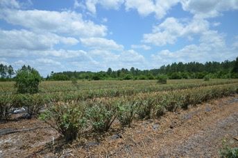 Figure 3. Blueberry field following mechanical hedging and topping done soon after completion of the harvest season.