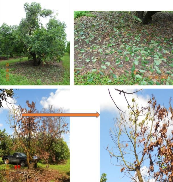 Figure 3. Mature LW-affected avocado trees with sections of the tree with copious leaf drop and other sections with leaves remaining on the stems prior to dieback and death.