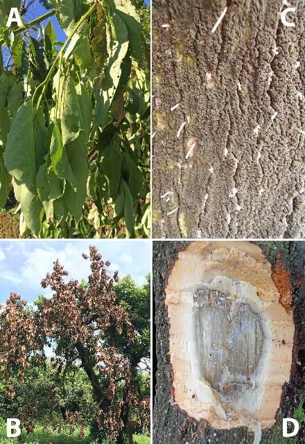 Figure 2. The visible external symptoms of laurel wilt disease begin as green-leaf wilting (A), typically in one section of the tree (B). Frass straws from AB boring may be evident (C), and the sapwood has blackish-brown-blue streaks (D).