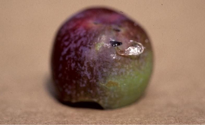 Figure 14. Corte de media luna en frutos caídos con gomosis.