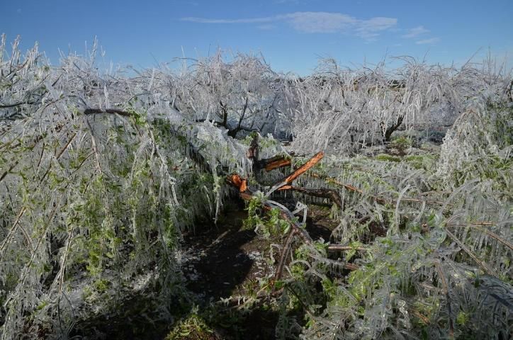 Figure 12. Protección contra congelamiento con riego por aspersión, que muestra las ramas dobladas y divididas por el peso del hielo.