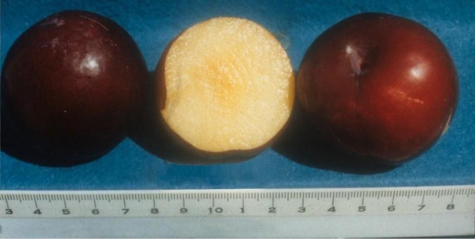 Figure 6. Fruta 'Gulfblaze' que muestra el color de la carne. Escala en centímetros.