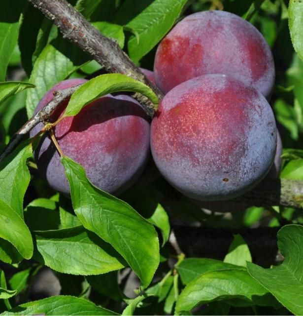Figure 7. Fruta joven 'Gulfrose'.
