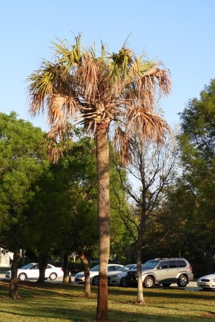 Lethal bronzing affected palm in a Florida residential area.