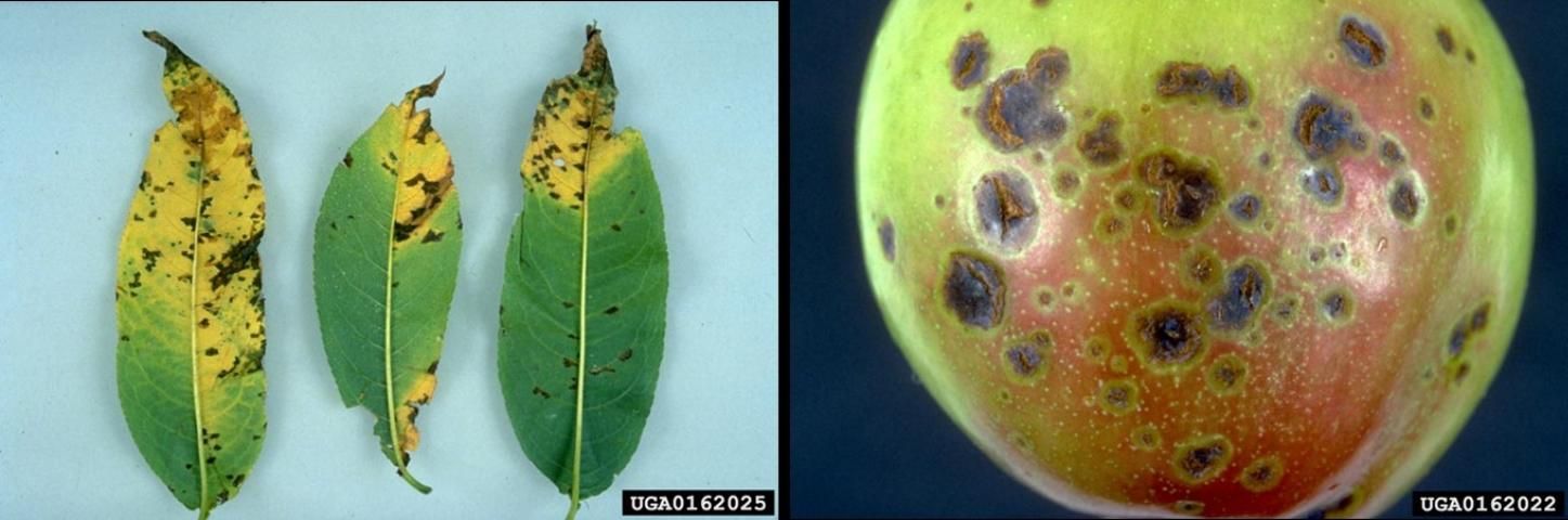 Bacterial spot symptoms on peach leaves (left) and plum fruit (right).