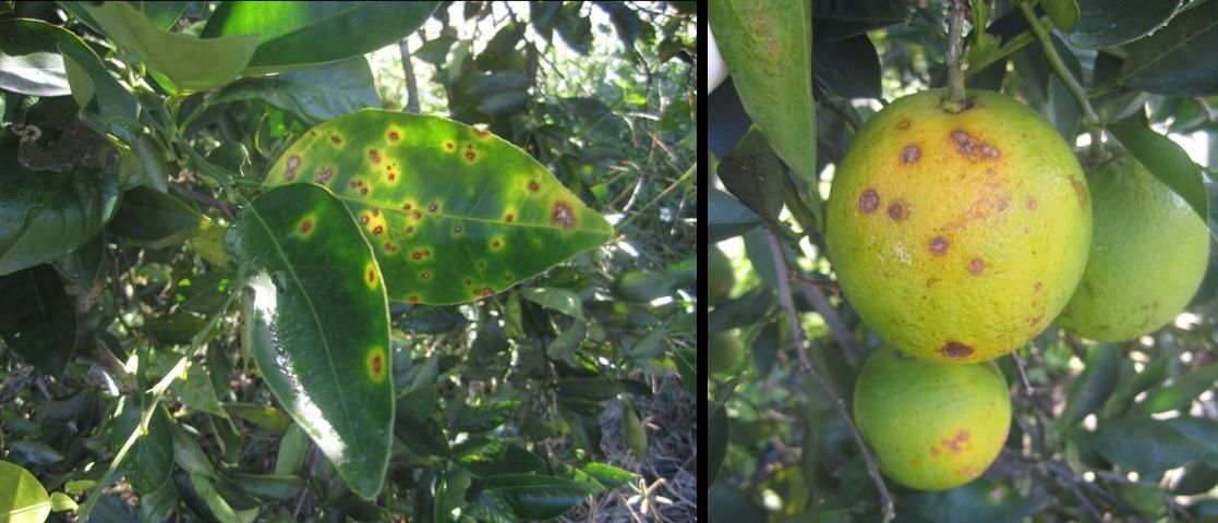 Citrus canker lesions on leaves (left) and fruit (right).