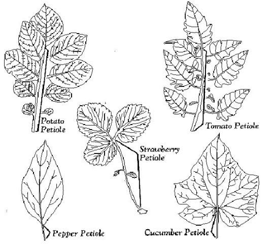 Figure 1. Potato petiole=peciolo de papa; tomato petiole=peciolo de tomate; strawberry petiole=peciolo de fresa; pepper petiole=peciolo de chile; cucumber petiole=peciolo de pepino.