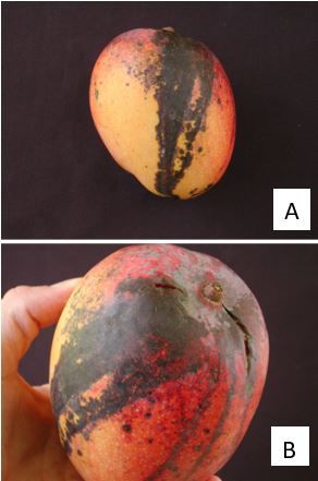 Figure 2. Symptoms of anthracnose (Colletotrichum gloeosporioides). Note the lesions are round and sunken into the pulp (A and B). The lesions may coalesce to form large necrotic areas, and the peel may crack. Tear staining occurs when lesions spread from the top shoulder-stem-end part of the fruit toward the apex (bottom) of the fruit.