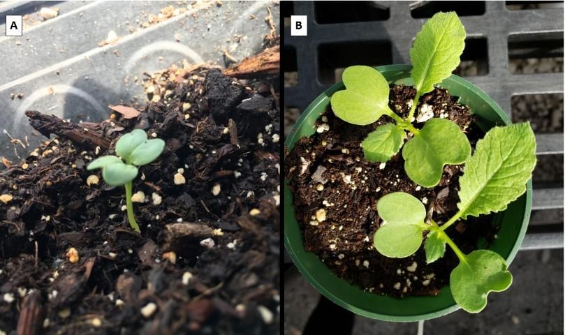 Figure 2. Daikon radish B-shaped cotyledons (A) and cotyledons with expanding true leaves (B).