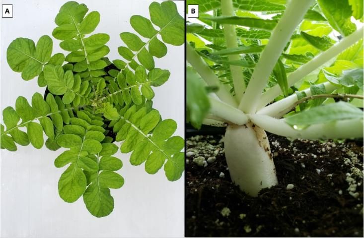 Figure 4. Healthy daikon radish foliage (A) and root (B) at approximately 6 weeks.