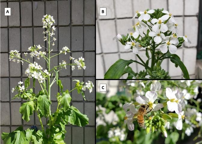Figure 1. Daikon radish flowers. These images show the whole inflorescence (A), a close-up of the flowers (B), and a visiting pollinator (C).