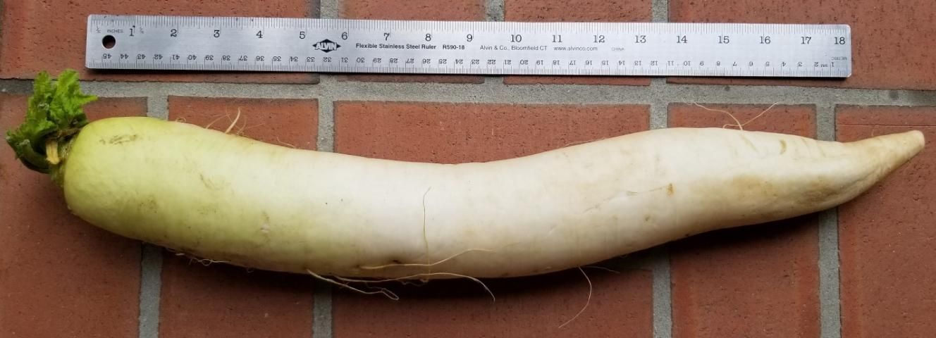 Figure 5. An approximately 20-inch-long fresh daikon radish produce collected from a Chinese grocery in Gainesville, FL on May 26, 2020.