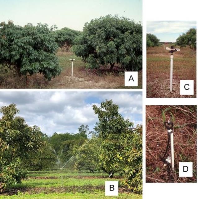 Figure 2. High-volume irrigation system with a 2 ft high sprinkler (typically called under-tree irrigation) made of PVC pipe and plastic high-impact sprinkler head in a lychee grove (A), a system made of 3 ft high metal pipe with brass high-impact sprinkler head in an avocado grove (B), a close-up of a 2 ft PVC pipe and plastic high-impact sprinkler head (C), and a 2 ft PVC pipe with high-impact spinner-type head (D).