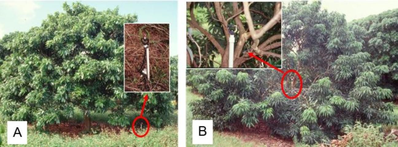 Figure 4. High-volume irrigation with PVC pipes with spinner-type high-impact sprinklers inside the tree canopy (typically called in-tree) of lychee trees. (A) High-volume sprinkler on 18-inch PVC pipe and (B) high-volume sprinkler on 5-foot-tall PVC pipe.