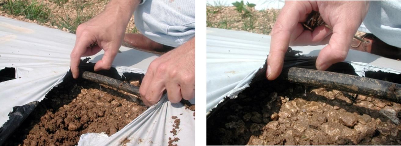 Figure 5. Low-volume drip tubing underneath plastic mulch. Photo credit: