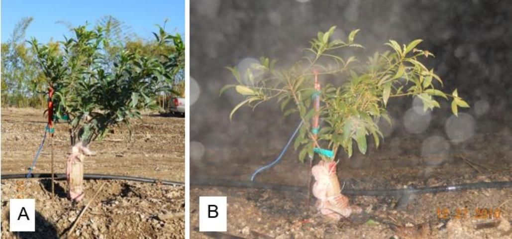 Figure 7. Young sapodilla tree with a fiberglass batting tree trunk wrap and elevated microsprinkler (A) prior to and (B) during the December 27–28, 2010 freeze event in Homestead, Florida.