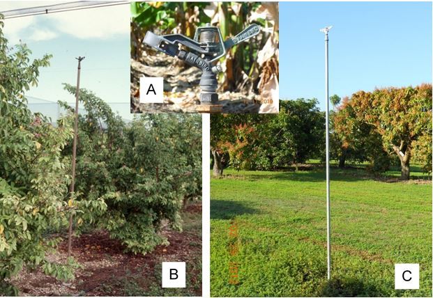 Figure 1. High-volume overhead irrigation pipe (metal pipe, 10 to 15 ft high) with brass high-impact sprinkler head (A) in a carambola grove (B) and a mango grove (C).