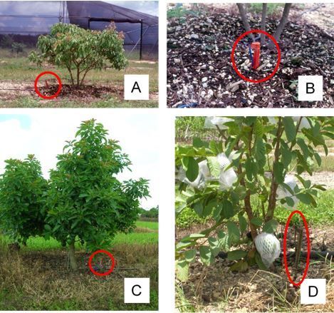 Microsprinkler irrigation in a young lychee grove (A and B), avocado grove (C) and guava grove (D).