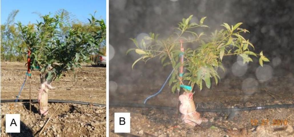 Young sapodilla tree with a fiberglass batting tree trunk wrap and elevated microsprinkler (A) prior to and (B) during the December 27–28, 2010 freeze event in Homestead, Florida.