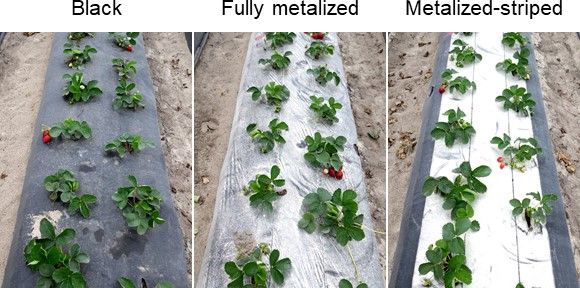 Figure 5. Use of different reflective plastic mulches for strawberry production in Balm, FL.