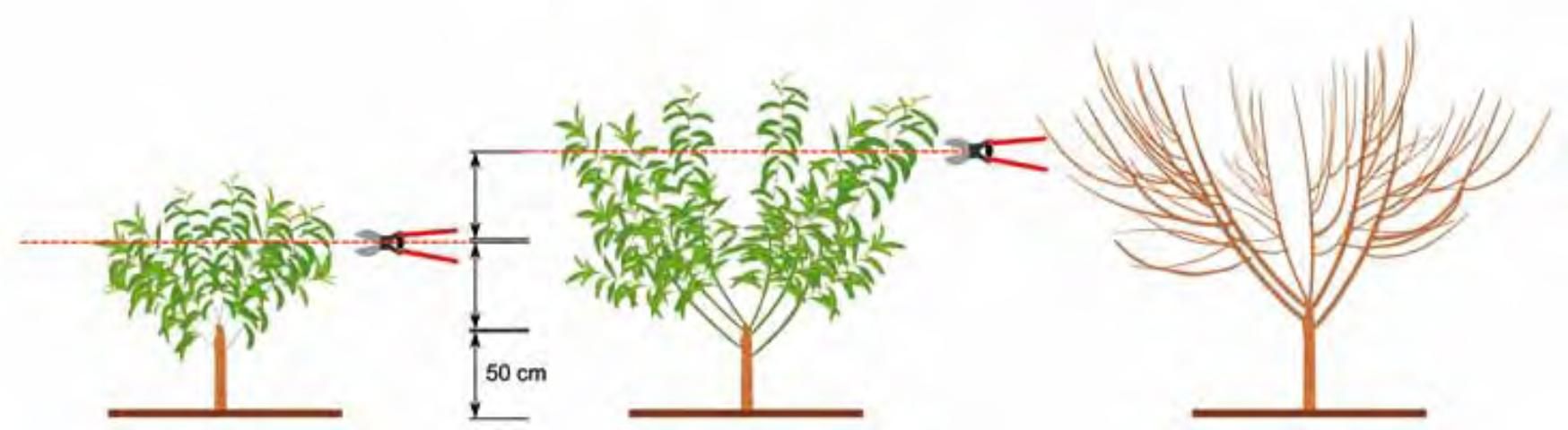Figure 4. First manual topping is applied at about 40 inches (100 cm) above the soil. Center: Second manual topping is applied about 60 inches (150 cm) above the soil. Right: tree shape at the end of the first year.