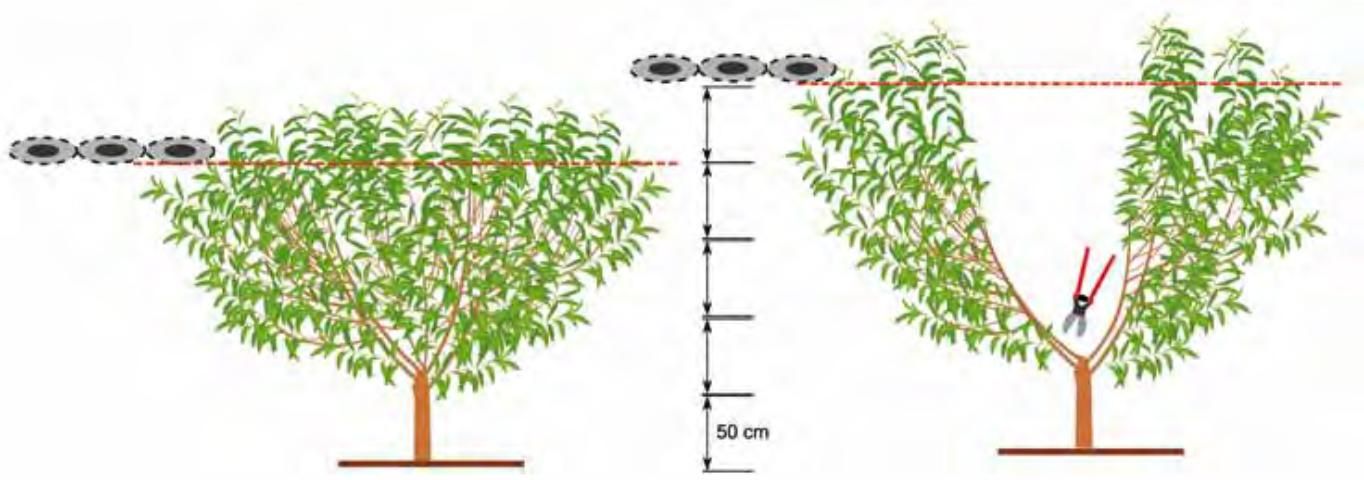 Figure 5. Open-center or vase training system during the second growing season. Left: The first mechanical hedging is applied at about 7 feet (200 cm) above the soil. Right: After mechanical pruning, hand pruning is used to thin the main branches down to four to five in number. It is highly recommended to leave some weak lateral growth in the inside the canopy to protect limbs from sunburn.