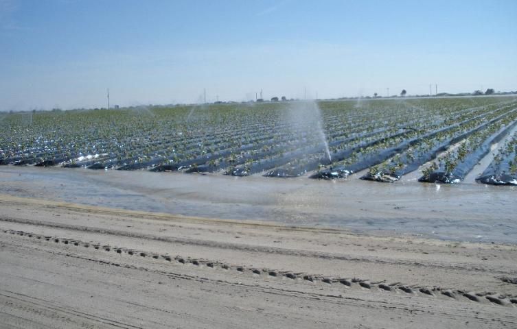 Figure 1. Riego por aspersión en establecimiento de plántulas de fresa, Plant City, FL.