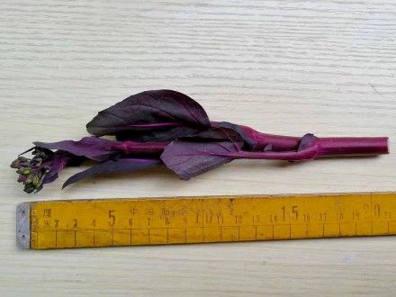 Figure 2. A purple cai-tai choy sum shoot of about 8 inches (20 cm) in length.
