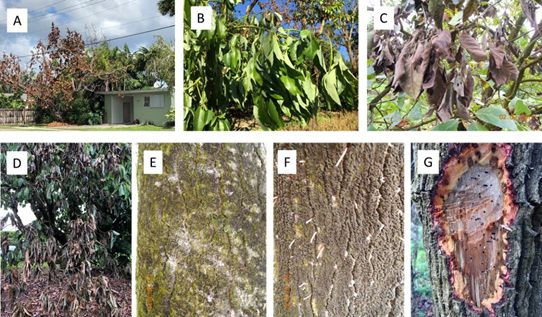 Figure 3. (A) Jardín con un aguacate que muestra los síntomas de la marchitez del laurel; (B) marchitez de hojas verdes; (C) hojas mostrando desecación (oscurecimiento); (D) muerte regresiva de ramas y ramitas; (E) serrín polvoriento y (F) tubitos que resultan de la perforación por los escarabajos ambrosia; y (G) estrías negras o parduzcas de la albura debajo de la corteza con agujeritos causados por la actividad taladradora de los escarabajos ambrosia.