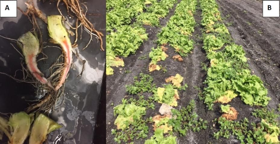 Figure 1. Pink-brown taproot discoloration caused by Fusarium oxysporum f.sp. lactucae (A). Iceberg field in the Everglades Agricultural Area (EAA) colonized by a wilting disease in the 2017–2018 season identified as Fusarium wilt of lettuce (B).