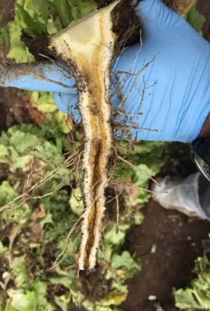 Corky root rot symptoms in taproot of lettuce caused by the bacterium Rhizorhapis suberifaciens. The pathogen causes a brown discoloration and a hollow structure in the taproots during severe infections, which is unique to this soilborne pathogen.
