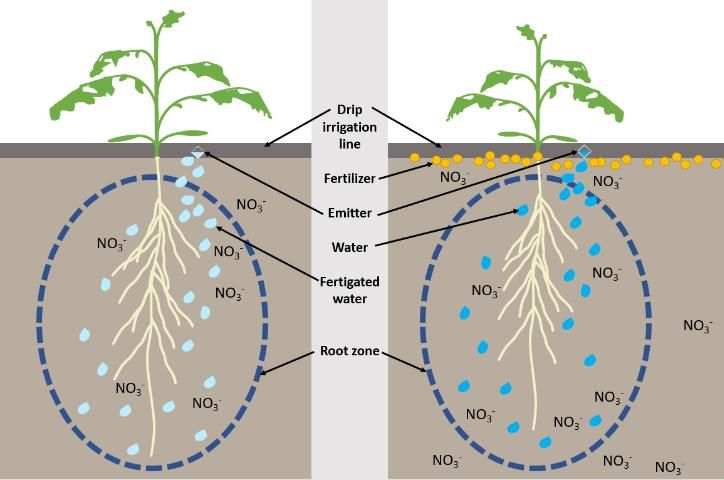 Figure 1. Diagram of root zone fertilized with drip fertigation (left) and dry granular fertilization with drip irrigation (right). This diagram illustrates how a fertigation system is able to confine nutrients to the root zone. Because the nutrients are supplied with irrigation and in small quantities, they are less likely to leach and more likely to be taken up by the crop. Conversely, granular fertilization supplies the soil with a larger quantity of nutrients at one time, thereby enhancing the likelihood of leaching.