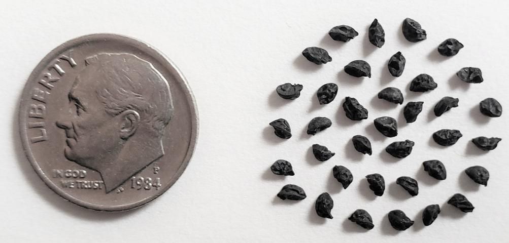 Figure 1. Dark leek seeds with a dime for scale.