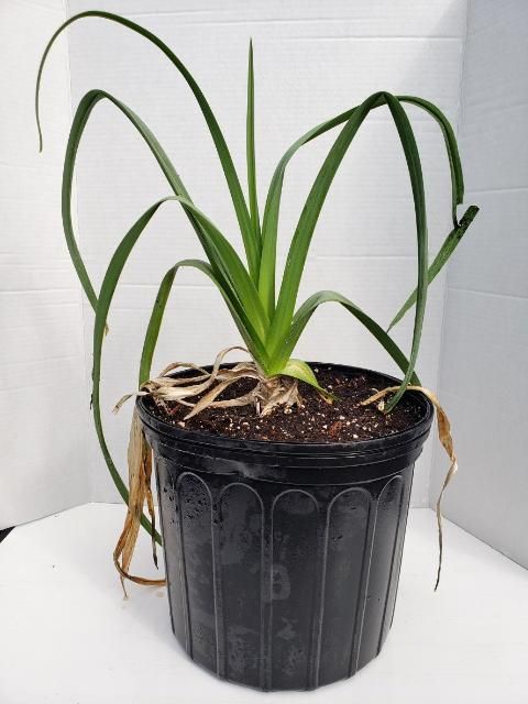 Figure 5. Mature common leek after 90 days of growth.