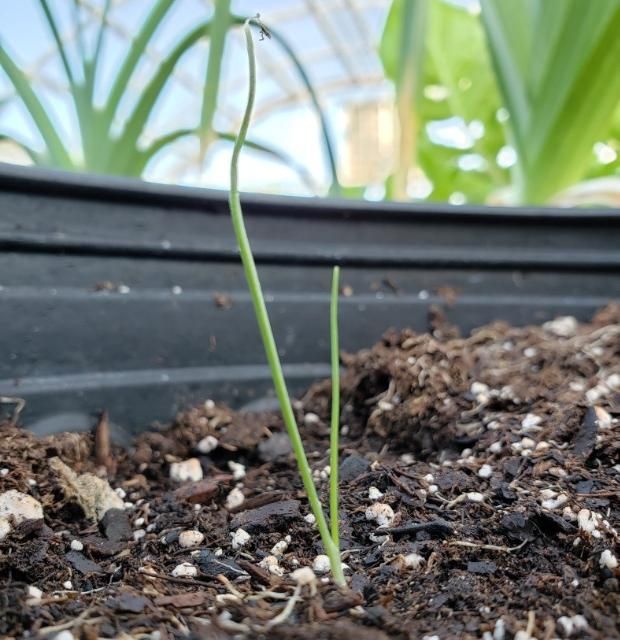 Figure 4. Young leek seedling nearly ready for transplant.