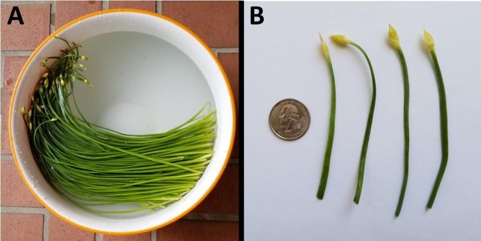 Figure 3. Chinese leek (A) and a quarter for scale (B).