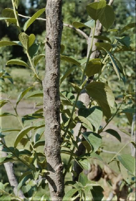 Figure 24. Persimmon decline canker on the trunk.