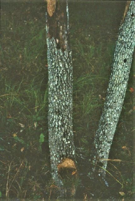 Figure 22. Cephalosporium damage on persimmon trunk.