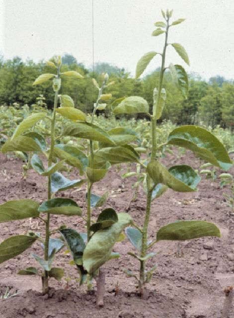 Figure 1. Chip-budded trees.