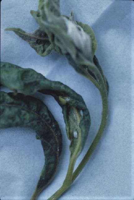 Figure 12. Psylla nymphs on distorted leaves.