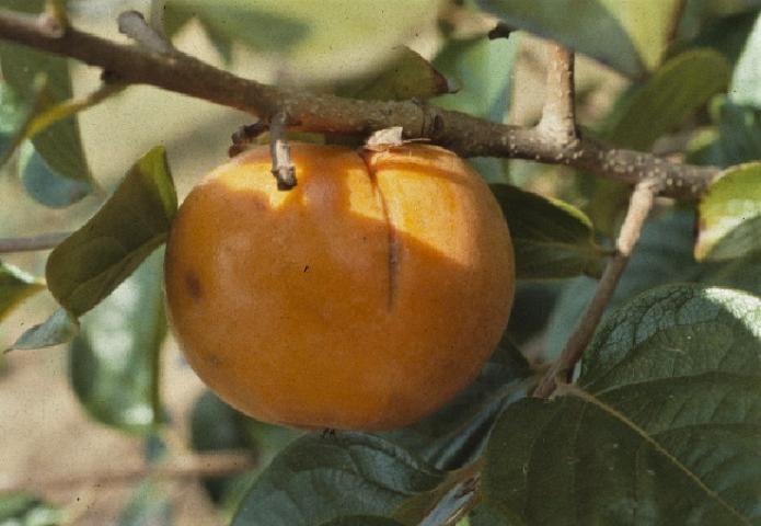 Figure 15. Stink bug on persimmon fruit.