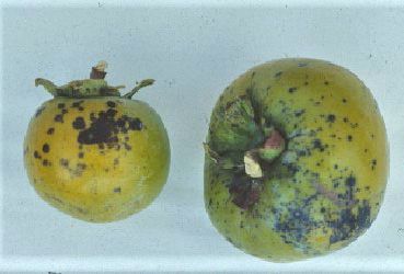 Figure 18. Anthracnose on persimmon fruit.