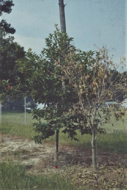 Figure 23. Whole persimmon tree decline.