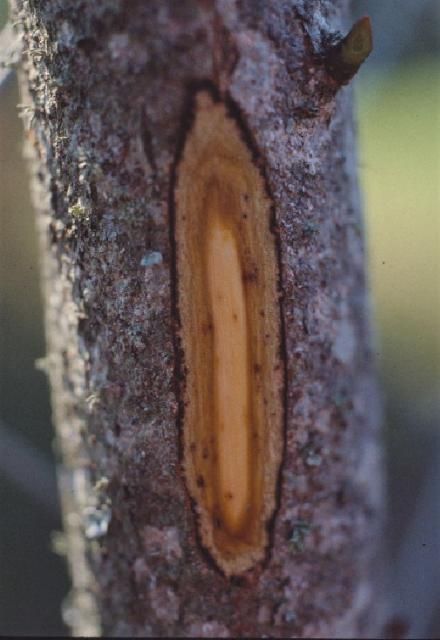 Figure 10. Damage from scale under the bark.